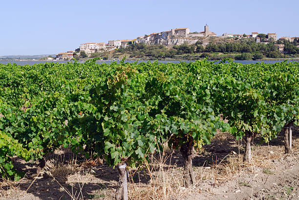 istock Bages (Languedoc-Roussillon, France), town and vineyards 96931910