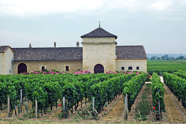 grape vines growing in the French Charente region, near the city of Cognac; Jonzac, France
