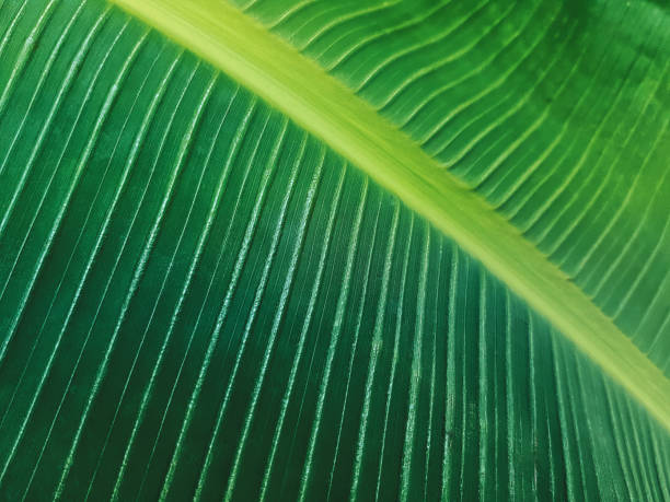 istock Full Frame Background of Fresh Green Banana Leaf 969324498