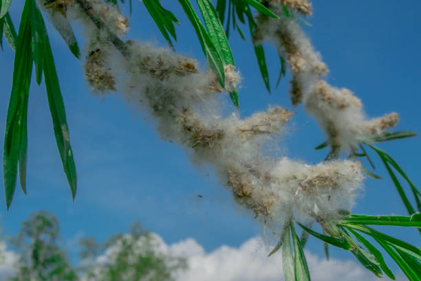 istock Texture, flowering buds on trees, spring on blue sky background with clouds 969327610