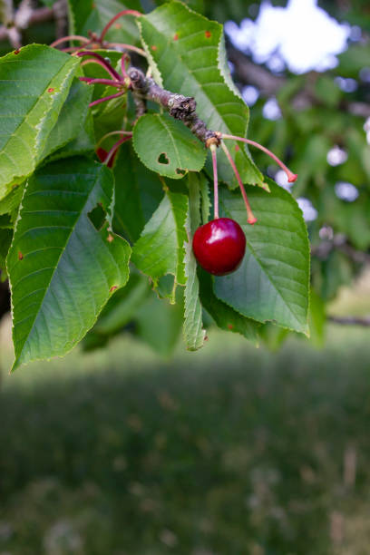 istock cherry red fruits on branch of tree 969327902