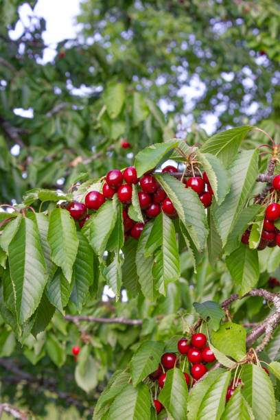 istock cherry red fruits on branch of tree 969327934