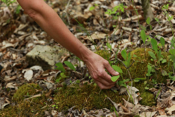 istock Female Arm Identifying Wild Herb Plant in Nature 969327958