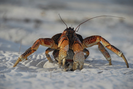 Photography of the beautiful river crayfish on the sandy beach in autumn day. Animals' theme.