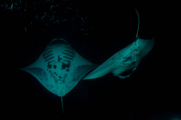 istock Mantarays in night diving 969330548