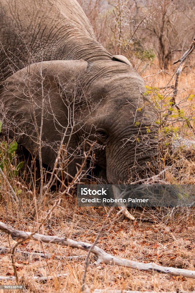 Low elephant cub African Elephant Stock Photo
