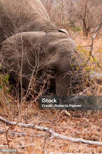Low Elephant Cub Stock Photo - Download Image Now - African Elephant, Animal, Animal Wildlife