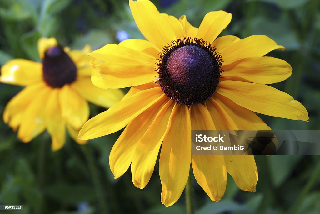 Wildflowers  Beauty In Nature Stock Photo