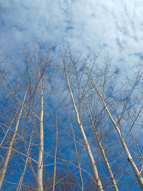 Birch Trees in Winter stock photo