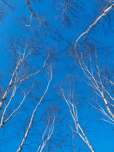 Birch Trees and Blue Sky stock photo
