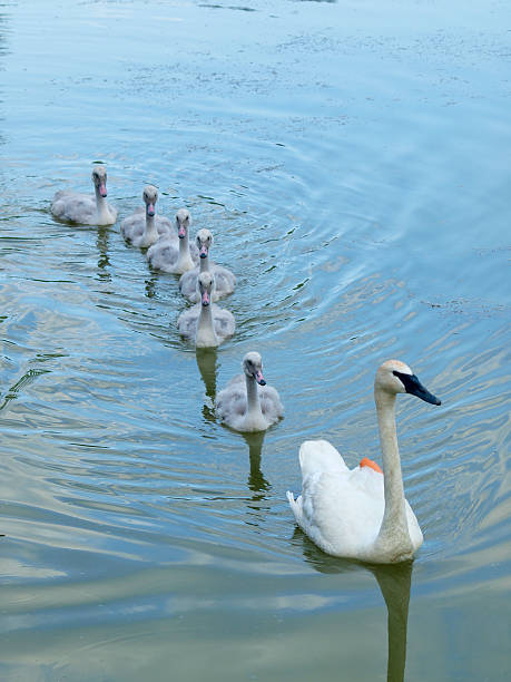 Family of Trumpeter Swans Swimming stock photo