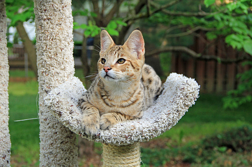 Savannah cat. Beautiful spotted and striped gold colored Serval Savannah kitten with yellow eyes on a cat tree outside.