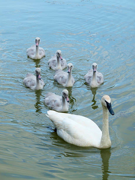 Family of Trumpeter Swans Swimming stock photo