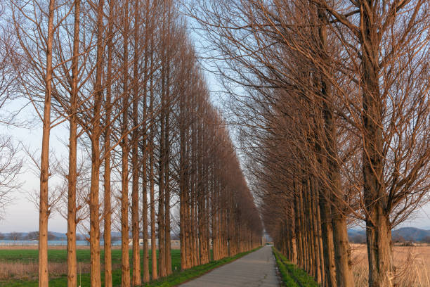 Avenue of metasequoia in dusk