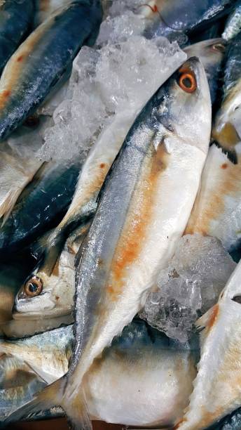 istock Fresh mackerel fish in the market 969353104