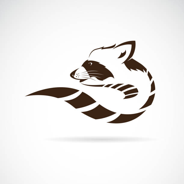 Vector Of Raccoon Design On White Background Wild Animals Vector  Illustration Easy Editable Layered Vector Illustration Stock Illustration -  Download Image Now - iStock