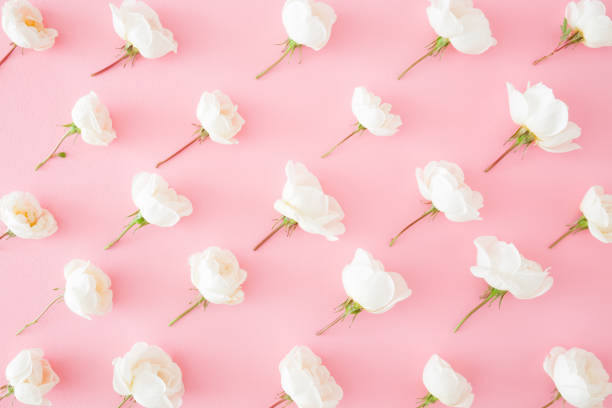 istock Fresh, white roses on pastel pink background. Beautiful flower pattern. Springtime. Soft light color. Mockup for special offers as advertising or other ideas. Flat lay. Top view. 969357514