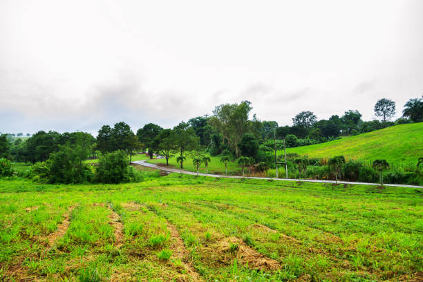 istock Pathway in greenery of Khao Yai on Korat 969357966