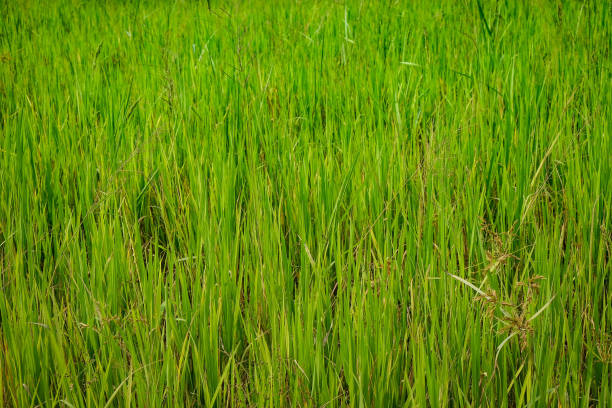 istock this picture is the green grass. Can be used for background, texture and pattern. 969363226
