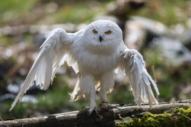 istock Harfang des neiges - Snowy Owl 969363672