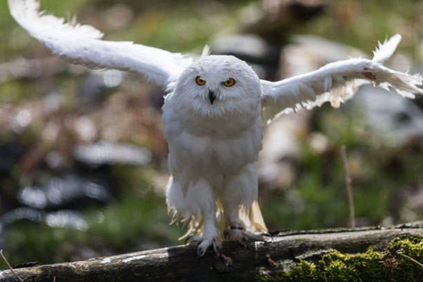 istock Harfang des neiges - Snowy Owl 969363676