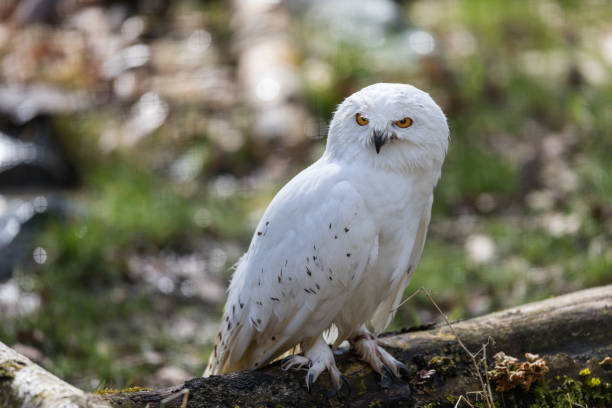istock Harfang des neiges - Snowy Owl 969363804