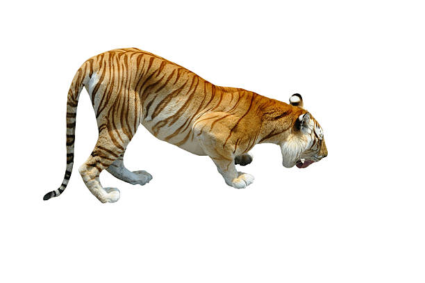 istock Bengal Tiger Isolated on White Background 96937335