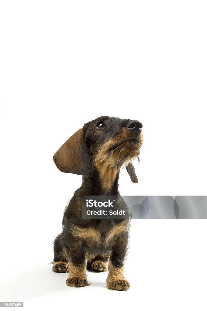 Welpen Dackel nachschlagen - Lizenzfrei Hund Stock-Foto