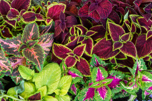 view of multicolored coleus plants Closeup of multicolred coleus plants in natural light coleus photos stock pictures, royalty-free photos & images