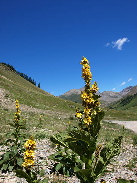 barbasco flores nos alpes franceses - mercantour national park imagens e fotografias de stock