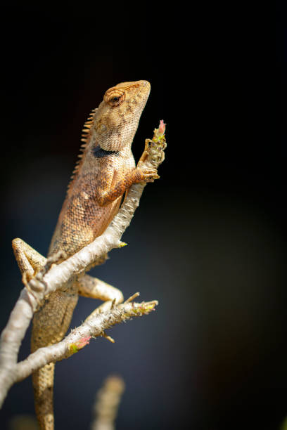istock Image of a chameleon on tree branch. Reptile. Animal. 969381694