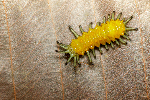 Image of an amber caterpillar on leaves brown. Insect. Animal.