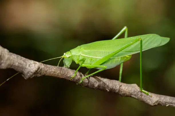 Photo of Image of green bush-cricket long horned grasshopper on brown branch. Insect. Animal.