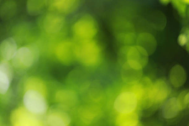 istock blurry green with bokeh nature background 969384758