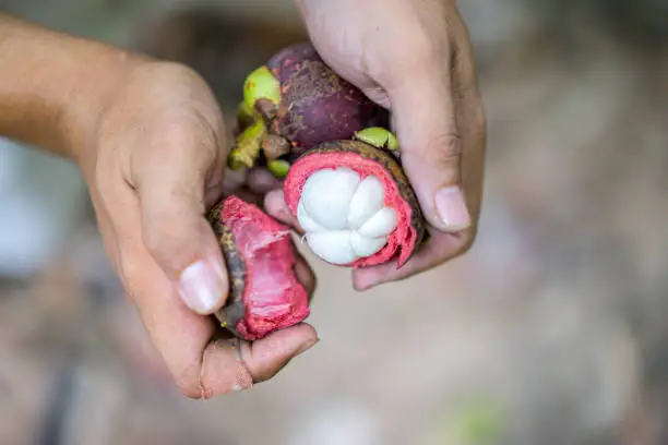 Fresh mangosteens fruit, tropical fruit with sweet juicy white segments of flesh inside a thick purple rind with nature background, mangosteen flesh, delicious fruit isolated, selective focus.