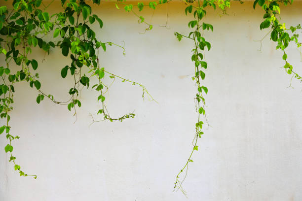 istock green ivy on concrete wall background 969384958