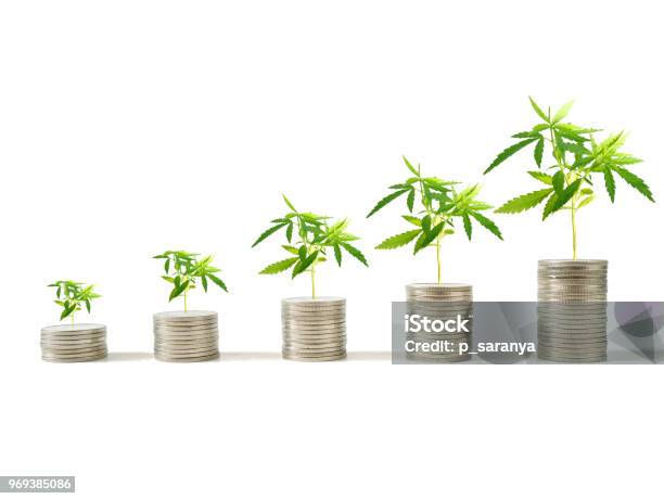 Plantas De Marihuana Crecen En Pilas De Monedas Foto de stock y más banco de imágenes de Planta de cannabis - Planta de cannabis, Cannabis - Narcótico, Crecimiento