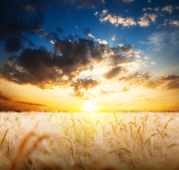 istock Farmland and beautiful sunset 96938683
