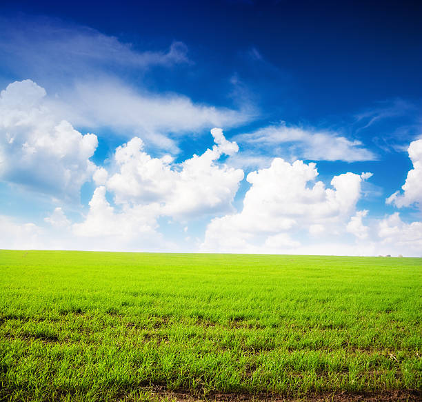 Campo de grama de Verão e nuvens frescos - fotografia de stock