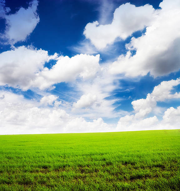 Cтоковое фото Солнечный день и поле зеленой