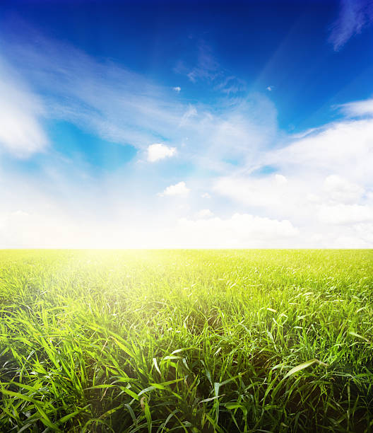istock field of fresh summer grass and clouds 96938851