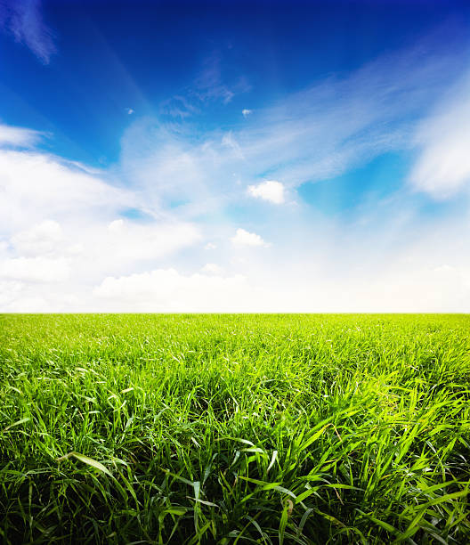 istock field of fresh summer grass and clouds 96938855
