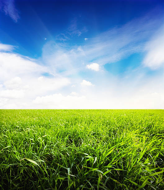 field of fresh summer grass and clouds stock photo