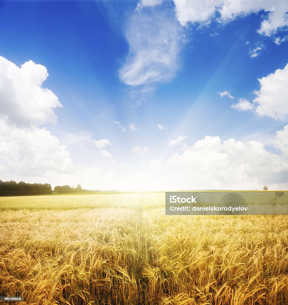 Landscape of farmland on a beautiful morning farmland and beautiful morning Agricultural Field Stock Photo