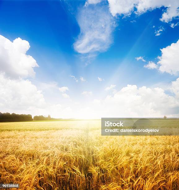 Landscape Of Farmland On A Beautiful Morning Stock Photo - Download Image Now - Agricultural Field, Agriculture, Blue