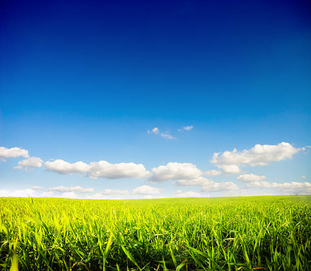 O campo - fotografia de stock