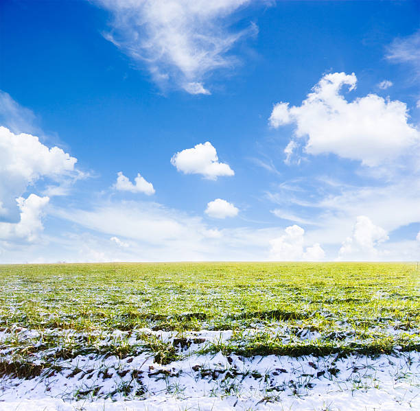 Primavera Campo - fotografia de stock