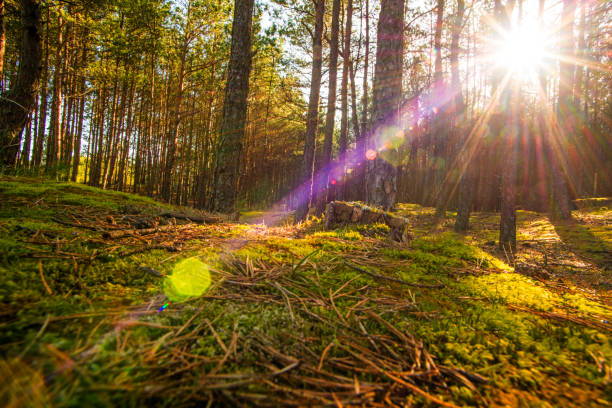istock forest at the Baltic coast in Poland in back light 969398964