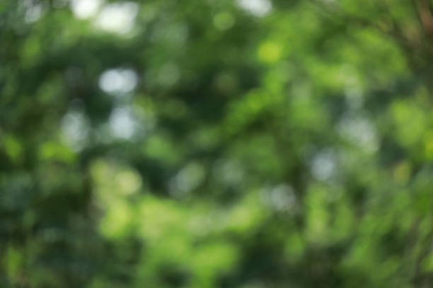 istock blurry green with bokeh nature background 969399326