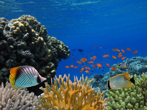 istock Marine Life in the Red Sea 969403240
